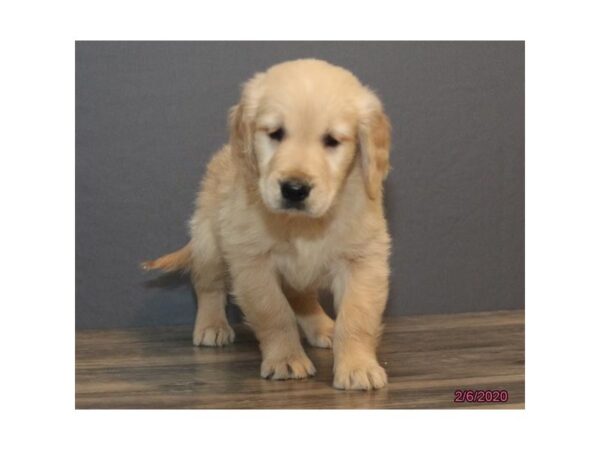 Golden Retriever DOG Male Light Golden 8239 Petland Dalton, Georgia