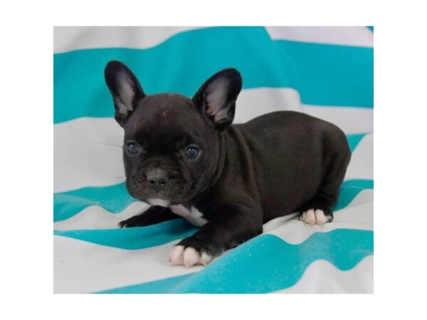 French Bulldog DOG Male Black 8240 Petland Dalton, Georgia