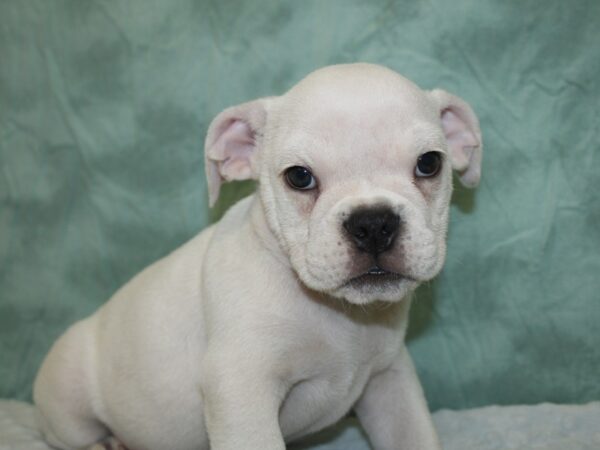 Bulldog Puggle (English Bulldog/Puggle-DOG-Male-FAWN WHITE-18614-Petland Dalton, Georgia