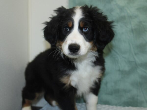 Australian Shepherd DOG Male Black / White 18603 Petland Dalton, Georgia