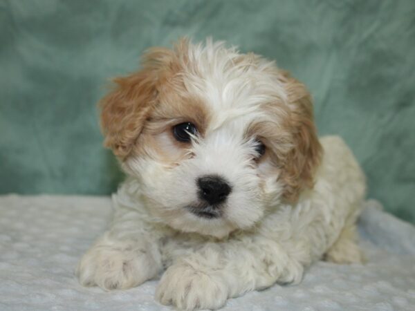 Cavachon DOG Male BLENHEIM WHITE 18609 Petland Dalton, Georgia