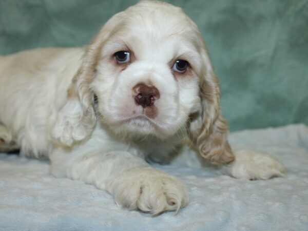 Cocker Spaniel DOG Male BUFF WHITE 18613 Petland Dalton, Georgia