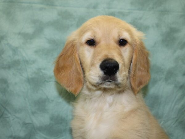 Golden Retriever DOG Male Light Golden 18604 Petland Dalton, Georgia