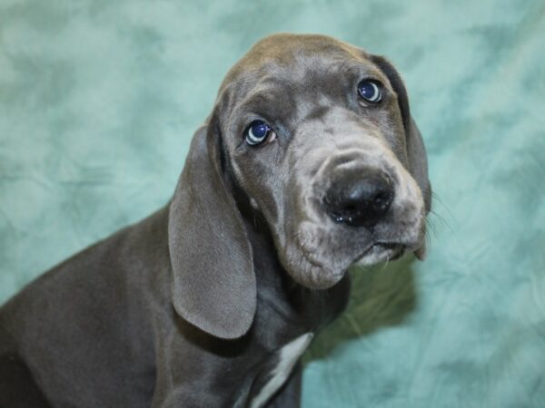 Great Dane DOG Female Gray 18608 Petland Dalton, Georgia