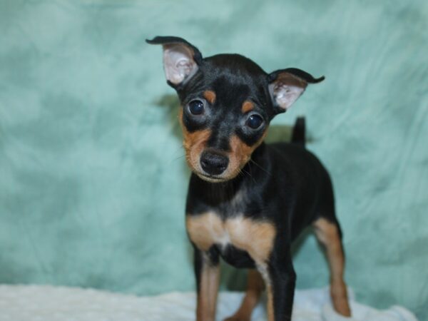 Miniature Pinscher DOG Female Black / Rust 18605 Petland Dalton, Georgia