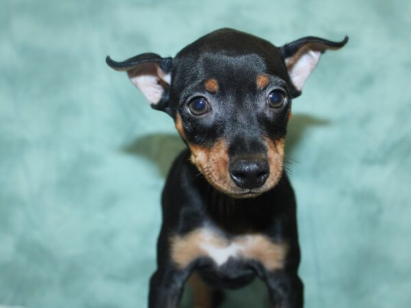 Miniature Pinscher DOG Male Black / Tan 18606 Petland Dalton, Georgia