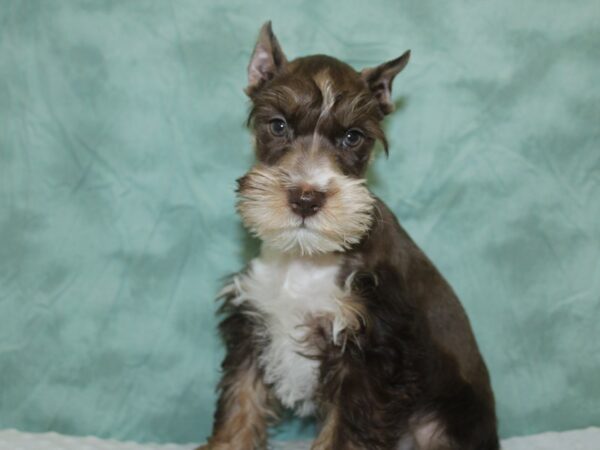 Miniature Schnauzer DOG Male LIVER WH 18612 Petland Dalton, Georgia