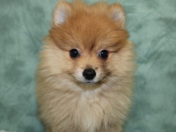 Pomeranian DOG Male Sable 18607 Petland Dalton, Georgia