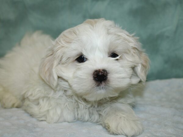 Teddy Bear DOG Female CREAM WHITE 18610 Petland Dalton, Georgia