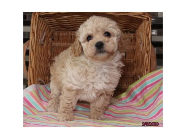 Poodle DOG Female Apricot 8247 Petland Dalton, Georgia