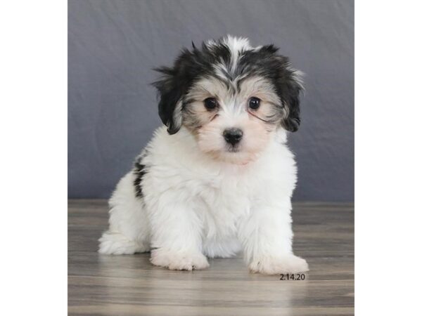 Coton De Tulear-DOG-Male-Black / White-8248-Petland Dalton, Georgia