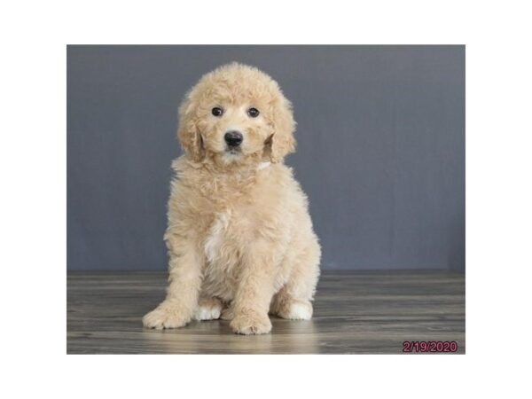 Goldendoodle 2nd Gen DOG Female Apricot 8249 Petland Dalton, Georgia