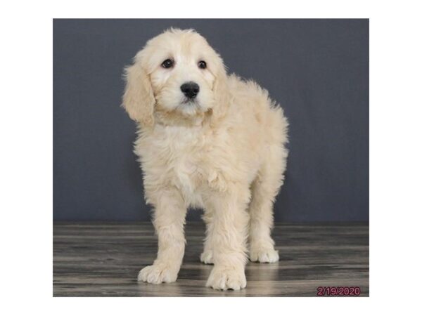 Goldendoodle 2nd Gen DOG Male Cream 8250 Petland Dalton, Georgia