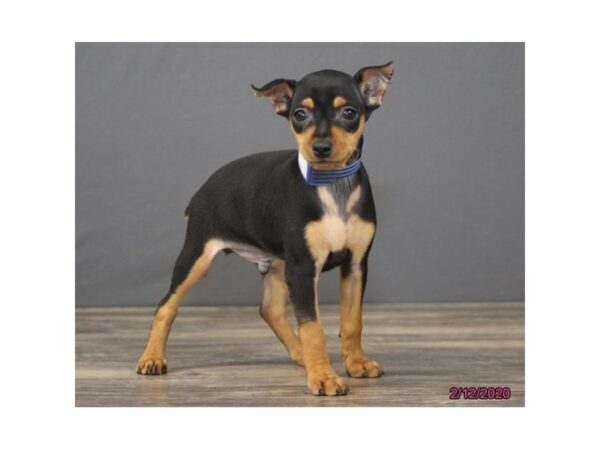 Miniature Pinscher DOG Male Black / Tan 8253 Petland Dalton, Georgia