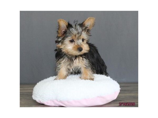 Yorkshire Terrier DOG Female Black / Tan 18645 Petland Dalton, Georgia