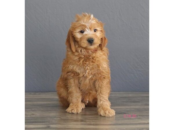 Goldendoodle DOG Female Red 18627 Petland Dalton, Georgia