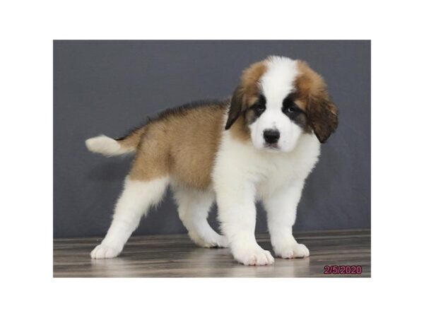 Saint Bernard DOG Female Mahogany / White 18620 Petland Dalton, Georgia