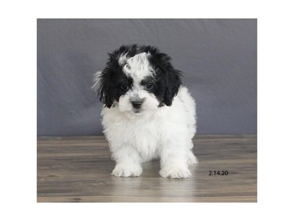 Shih Tzu/Bichon-DOG-Male-Black / White-8255-Petland Dalton, Georgia