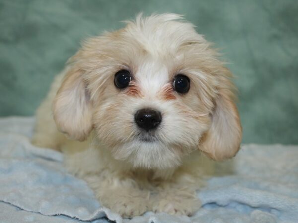 Cavachon DOG Female White 18624 Petland Dalton, Georgia