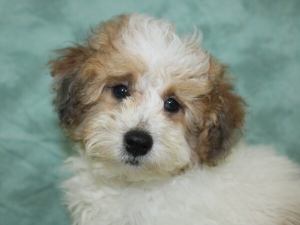 Poodle DOG Male Sable / White 18618 Petland Dalton, Georgia