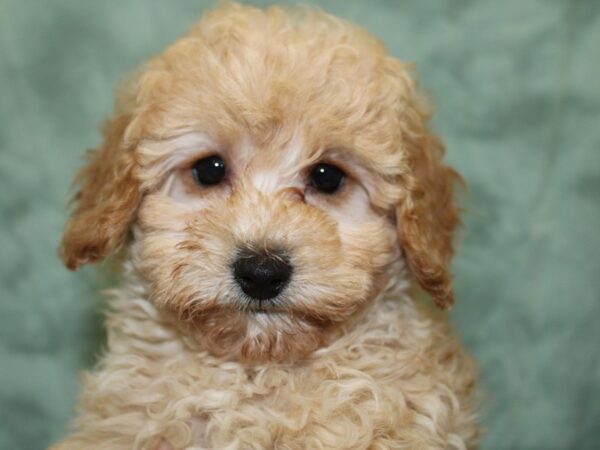 Poodle DOG Female Apricot 18619 Petland Dalton, Georgia