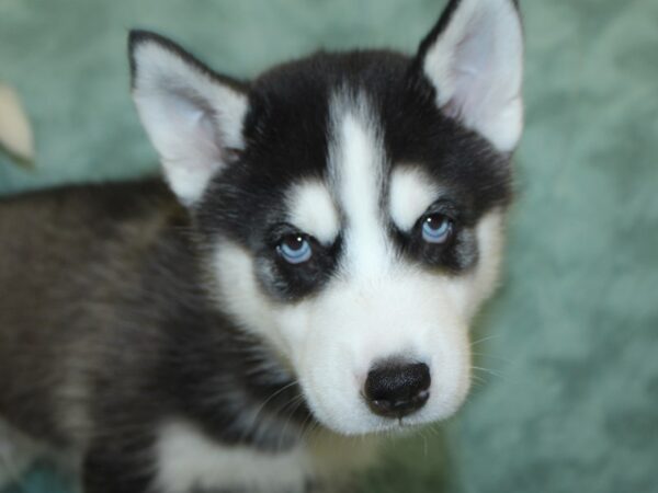 Siberian Husky DOG Male Black / White 18621 Petland Dalton, Georgia