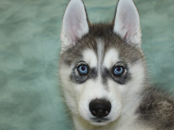 Siberian Husky DOG Female Gray / White 18622 Petland Dalton, Georgia