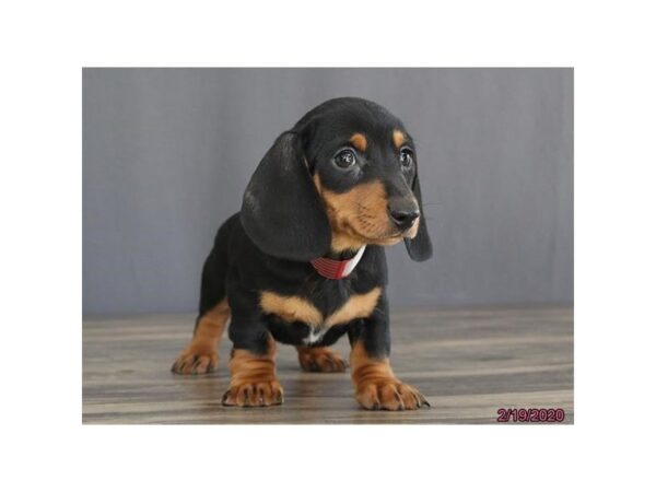 Dachshund DOG Male Black / Tan 18648 Petland Dalton, Georgia