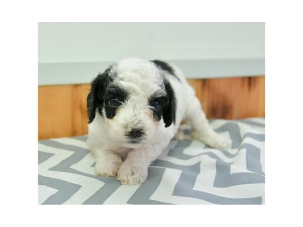 Cock A Poo 2nd Gen DOG Male Black / White 18652 Petland Dalton, Georgia