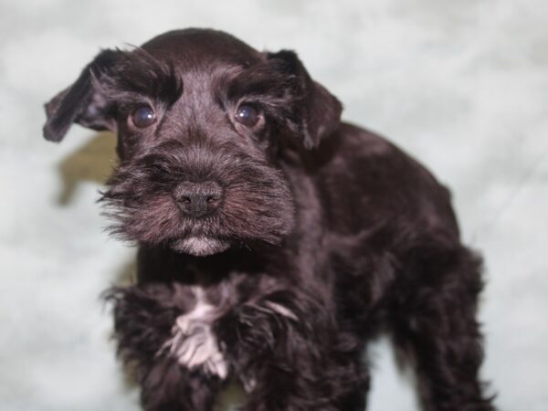 Miniature Schnauzer DOG Male BLK 18638 Petland Dalton, Georgia