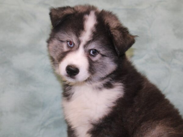 Huskimo DOG Male BLK WHT 18632 Petland Dalton, Georgia