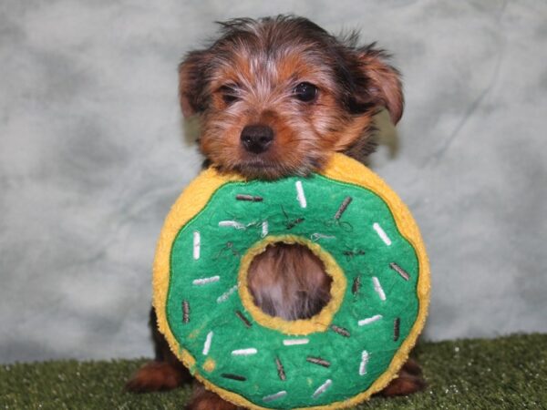 Yorkie Chon DOG Female BLK TAN 18644 Petland Dalton, Georgia