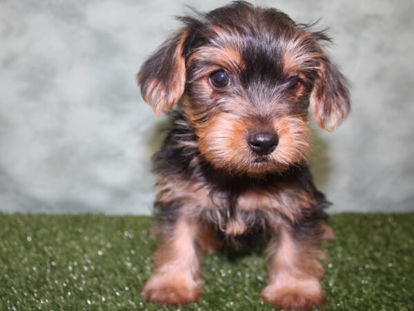 Yorkshire Terrier DOG Male BLK TAN 18636 Petland Dalton, Georgia