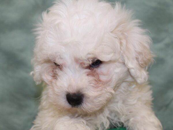 Bichon Frise DOG Male White 18634 Petland Dalton, Georgia