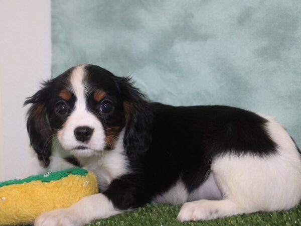 Mini Bernese DOG Female Tri 18629 Petland Dalton, Georgia