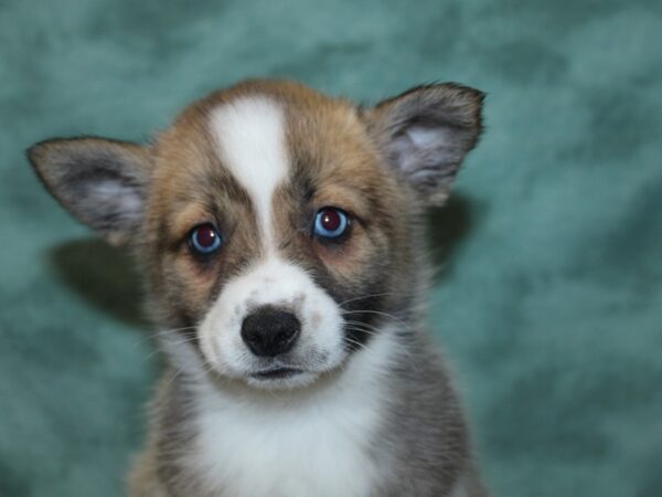 Pomsky DOG Female BLK WHT 18630 Petland Dalton, Georgia