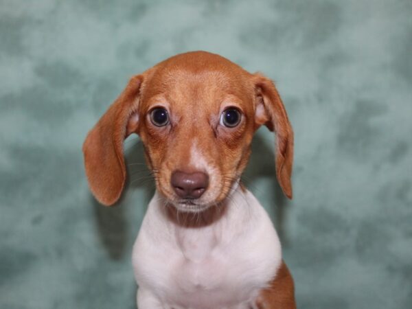 Dachshund DOG Female RED 8246 Petland Dalton, Georgia