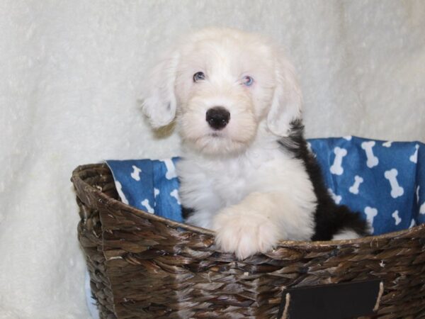 Old English Sheepdog-DOG-Female-Black White-8233-Petland Dalton, Georgia