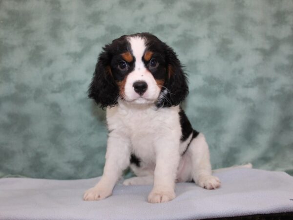 Mini Bernese DOG Female Tri 8262 Petland Dalton, Georgia