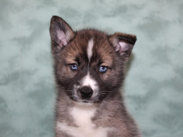 Pomsky DOG Male BLK WHT 8261 Petland Dalton, Georgia