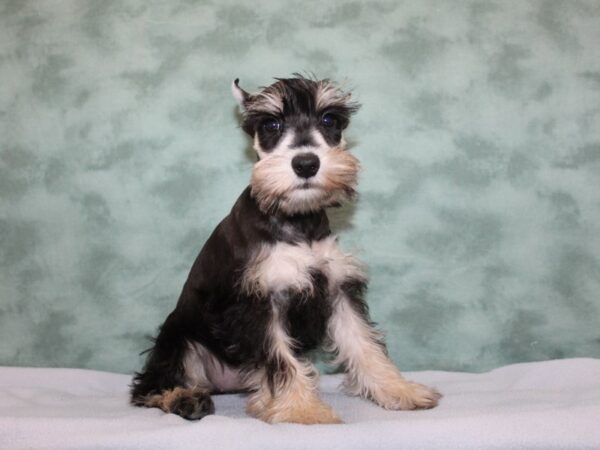 Miniature Schnauzer DOG Female SALT PEPPER 8257 Petland Dalton, Georgia