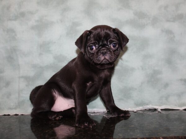 Pug DOG Female BLK 8273 Petland Dalton, Georgia