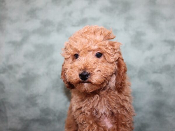 Poodle Toy-DOG-Male-Apricot-8267-Petland Dalton, Georgia