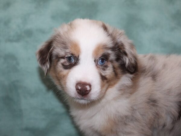 Miniature Australian Shepherd DOG Male RED MERLE 8268 Petland Dalton, Georgia