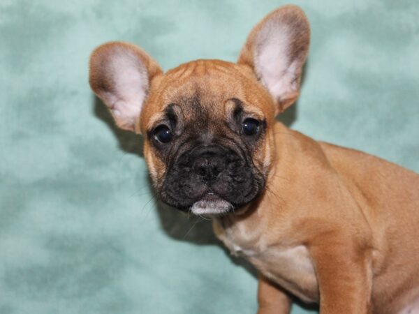 French Bulldog DOG Male Fawn 8266 Petland Dalton, Georgia