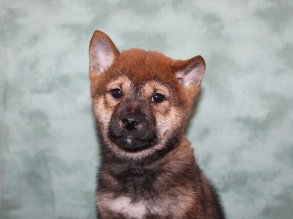 Shiba Inu DOG Female Red 8265 Petland Dalton, Georgia