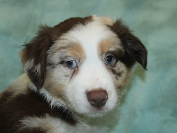 Miniature Australian Shepherd DOG Male RED MERLE 18655 Petland Dalton, Georgia