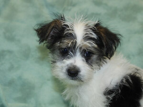 Morkie DOG Male PARTI 18656 Petland Dalton, Georgia