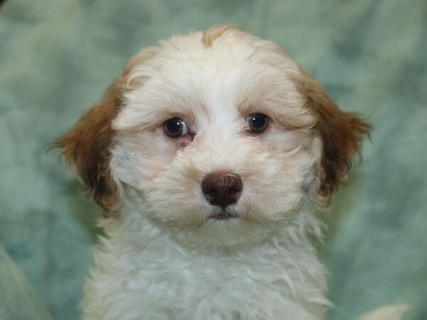 Teddy Bear DOG Male brown white 18660 Petland Dalton, Georgia