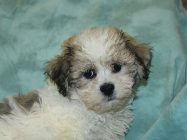 Teddy Bear DOG Female Brown White 18658 Petland Dalton, Georgia